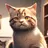 捨て猫