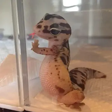 Profile image of Mimi