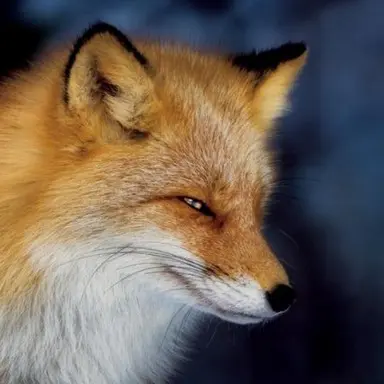 Profile image of ヨウ