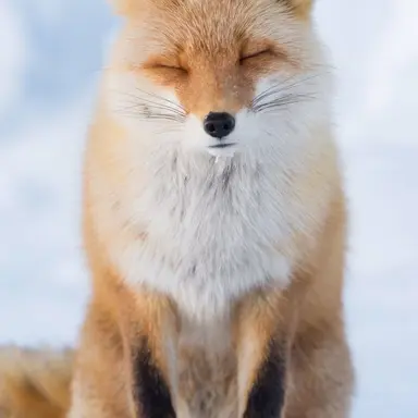 Profile image of 椎菜