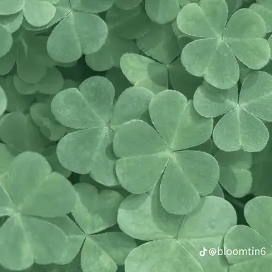 Profile image of 정공룡