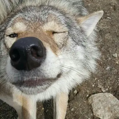Profile image of 똥늑대