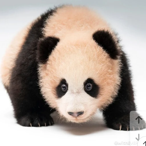 루이바오🐼🐼