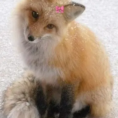 Profile image of 여우서