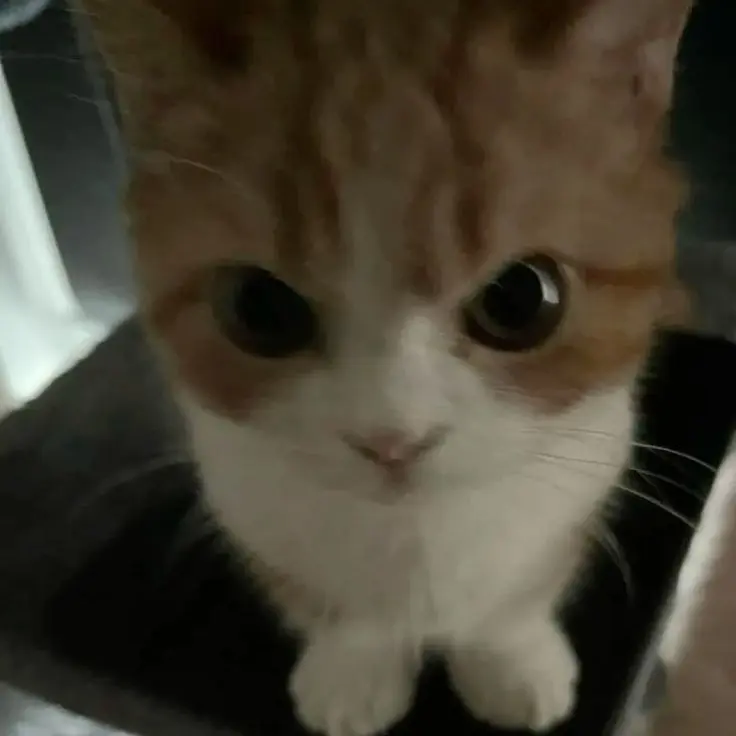 Nini._.의 내가 늦게와 화난 고양이