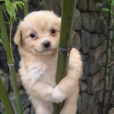 Profile image of 수아