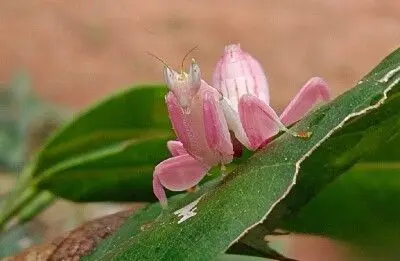 Profile image of 사마귀류