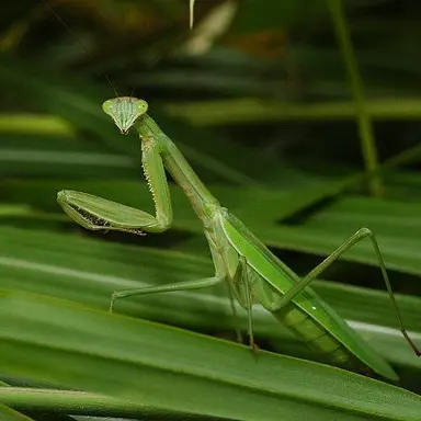 Profile image of カマキリ類