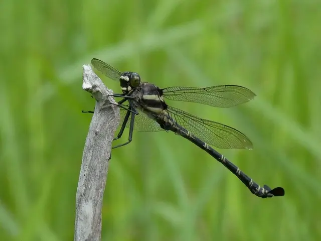 Profile image of 잠자리류