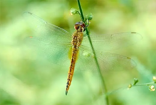 Profile image of 잠자리류