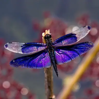 Profile image of 잠자리류