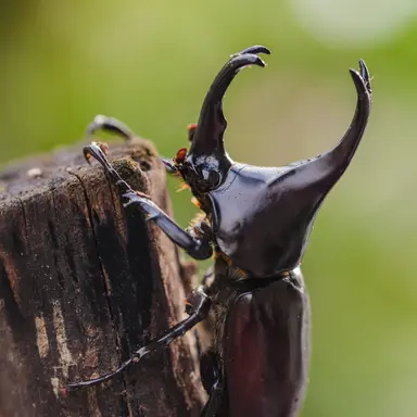 Profile image of カブトムシ類