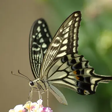 Profile image of 蝶や蛾