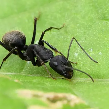 Profile image of 蟻や蜂