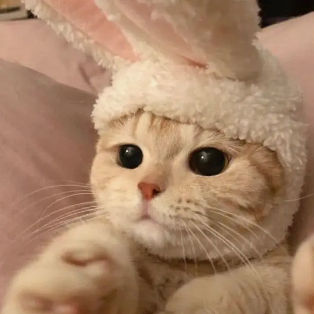 GustyWind6191의 옆집냥이