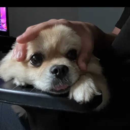 StormyHuman8438의 이리안