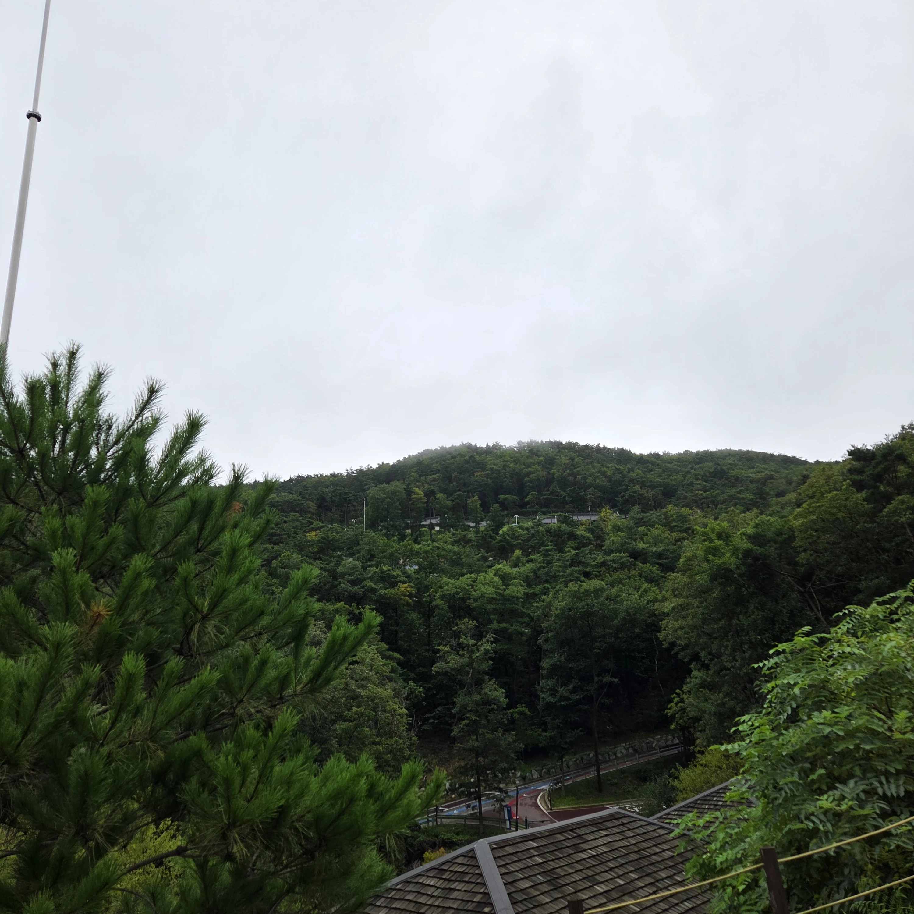 보라