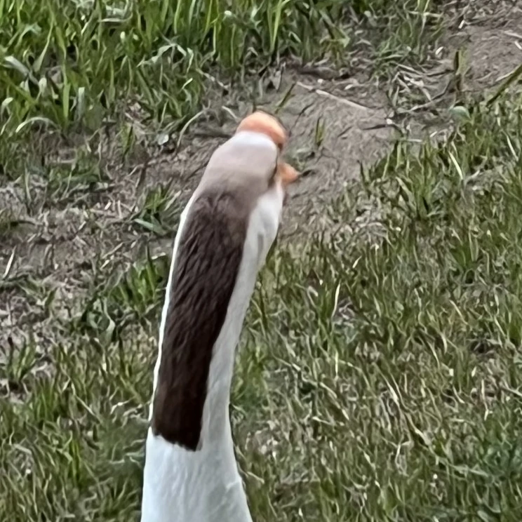 오리
