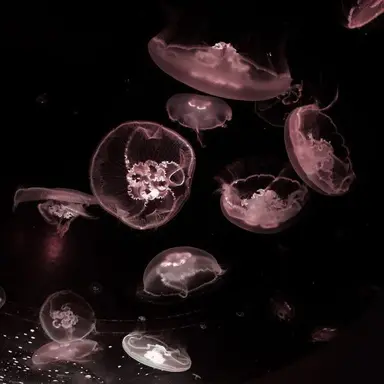Profile image of 밥풀