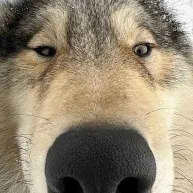 Profile image of 늑대