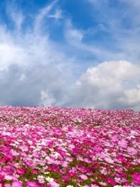 ChadlePP의 << GRAVITICK 🌺 >
