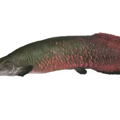 Profile image of 피라루쿠