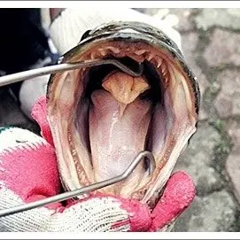 snakehead의 가물치와 친구들