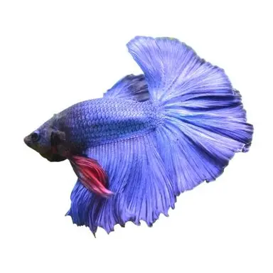 Profile image of 베타