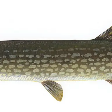 Profile image of 강꼬치고기