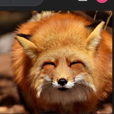 Profile image of 여우