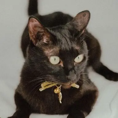 Profile image of にゃお