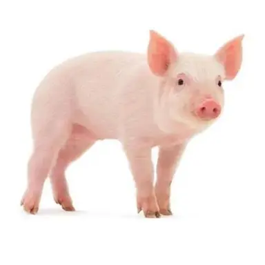 Profile image of 돼지