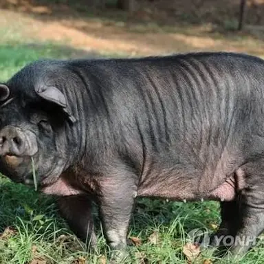 Profile image of 흑돼지