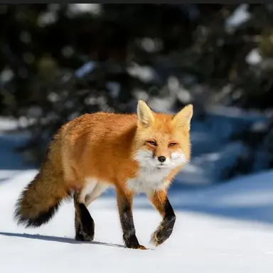 Profile image of 여우