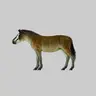 Profile image of Equus niger