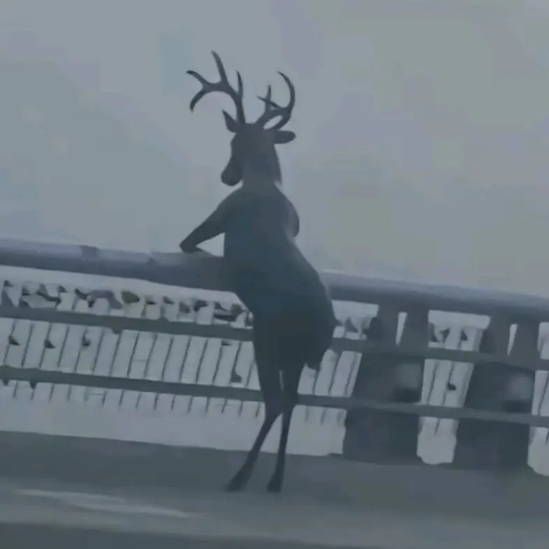 Kingsojoukang0430의 Dear my Deer.