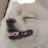 縦瑠