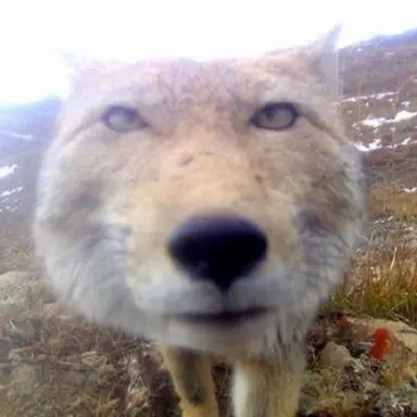 Profile image of 여우