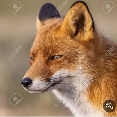 Profile image of 여우