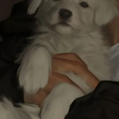 Profile image of 백설기