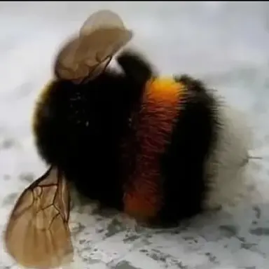 Profile image of 호박벌