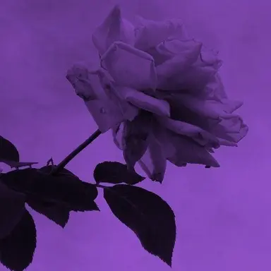 Profile image of 황수현