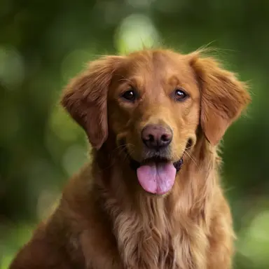 Profile image of Dog