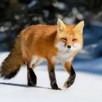 Profile image of 김여우