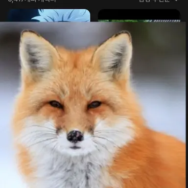 Profile image of 여우