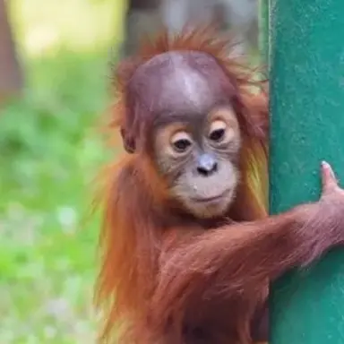 Profile image of 여우