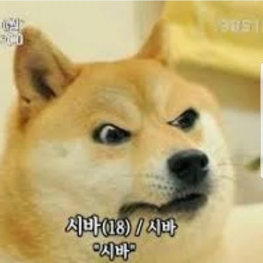 바견이