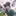 키니치