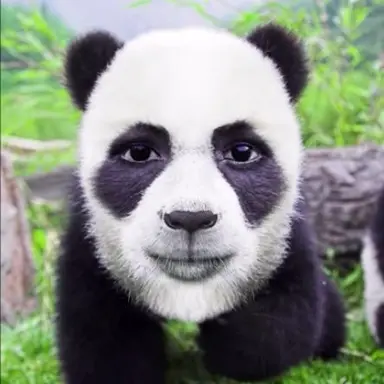Profile image of 판다