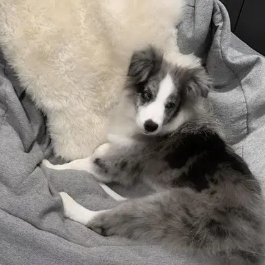 Profile image of 吉野